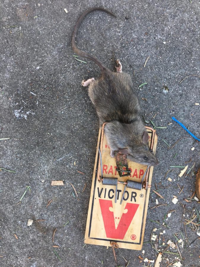 Everyone Likes Nutella, Even the Rats of San Rafael