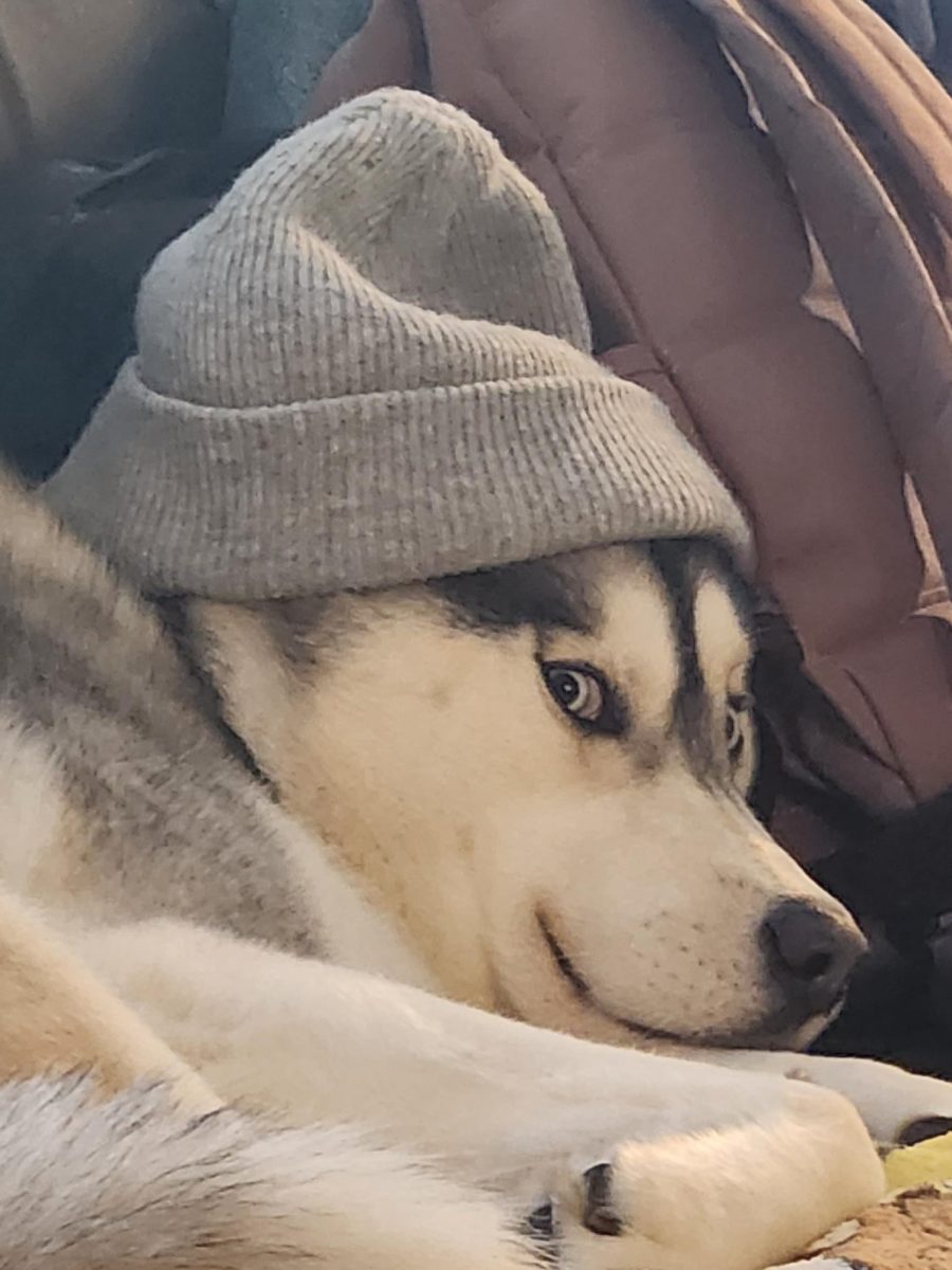 Logan the Husky