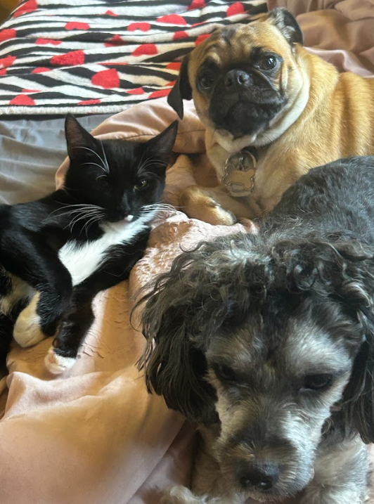 The Cat With a Tuxedo